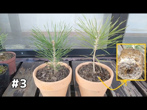 園芸 傘松、ピニオン松、松の木