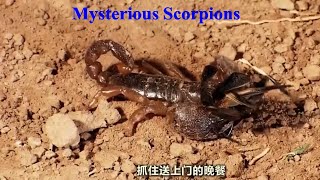 Mysterious Scorpions + 神秘的蝎子