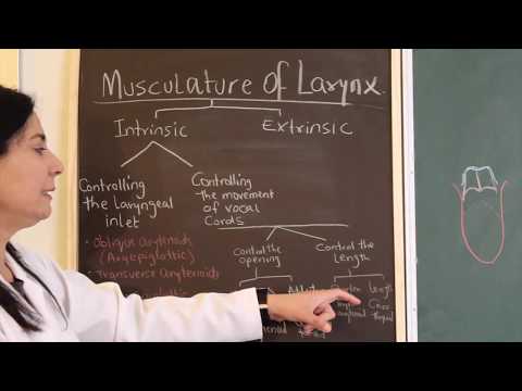 Muscles of Larynx