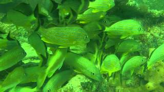 preview picture of video 'Groupe de poisson tropicaux'