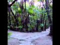 Hamanasi Treehouse Wmv