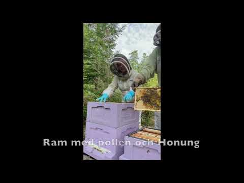 Invintring av svarta bin på honung