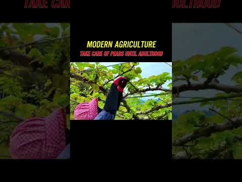 Awesome Pears Cultivation Technology - Pears Cultivation Technology
