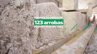 Bom futuro - Da porteira para dentro