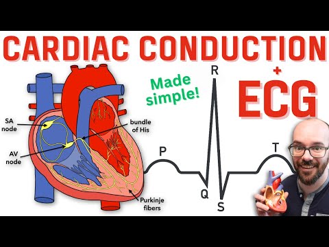 Reizleitungssystem des Herzens & EKG (EKG)