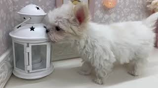 ハーフ犬の動画01