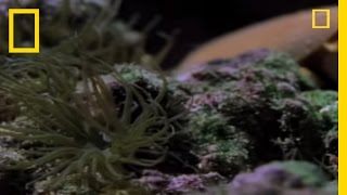 Killer Cone Snails | National Geographic Killer Cone Snails | National Geographic