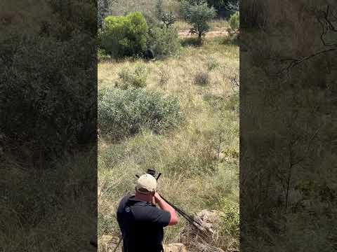 Tir d’un buffle en Afrique du Sud #chasseur #buffle