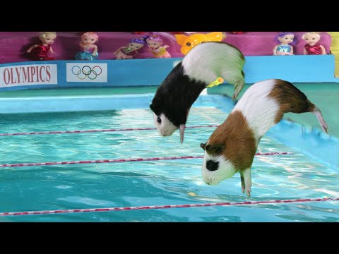 Guinea Pig Olympics - Funny Cat And American Guinea Pigs swimming ever
