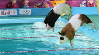 Jeux olympiques du cochon d'Inde - drôle de chat et cochons d'Inde américains nageant jamais