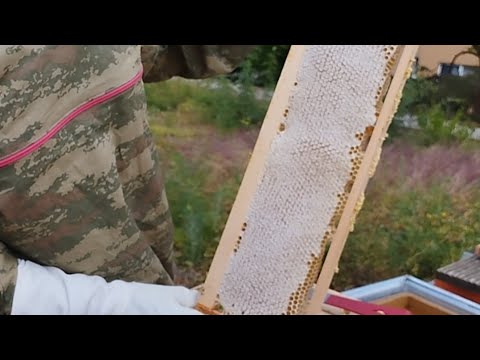 Arı Kaçıran Müthiş İş Yaptı.