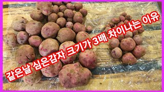 왠일이여~같은날 심은 가을 홍감자 크기가 3배 차이가나? 감자 재배방법,카스테라감자,빨간감자,홍심이,,귀농귀…