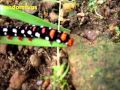 A Very Beautiful Caterpillar