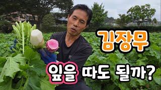 김장무 잎 따도 된다 안된다? 정답은? 수박무도 이만큼