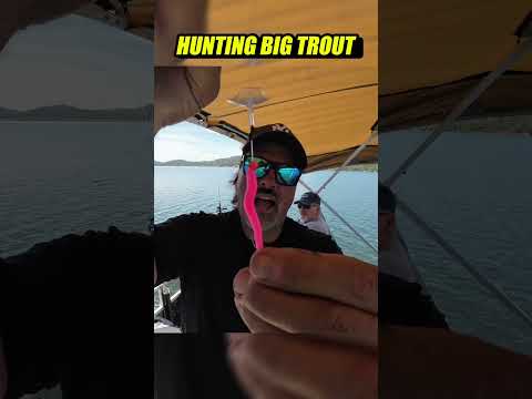 Collins Lake Fishing Report | June 2026