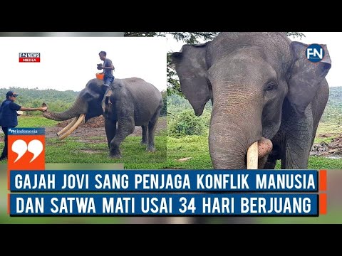 Gajah Jovi Sang Penjaga Konflik Manusia dan Satwa Mati Usai 34 Hari Berjuang