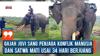 Gajah Jovi Sang Penjaga Konflik Manusia dan Satwa Mati Usai 34 Hari Berjuang