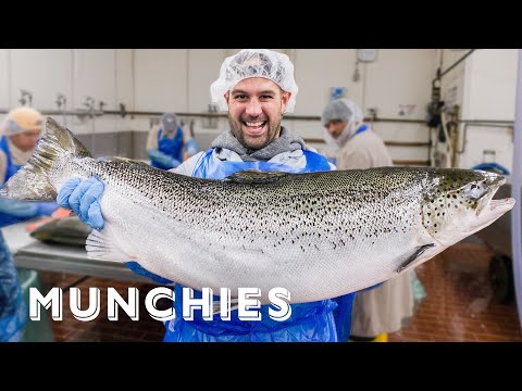 download lagu mp3 mp4 Smoked Fish Sydney, download lagu Smoked Fish Sydney gratis, unduh video klip Smoked Fish Sydney