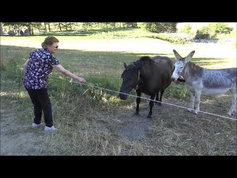 UNA TIMIDA CAVALLA CON UNA ASINELLA A CHIANALE (CN) IN VALLE VARAITA. DOM. 11 - 8 - 2019