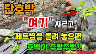 단호박 꼭 이것하고 심으세요 페트병을 올려놓으면 호박이 주렁주렁 달려요 #호박키우기 #호박순치기