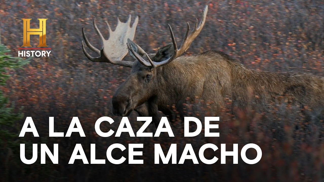 A LA CAZA DE UN ALCE MACHO - HOMBRES DE MONTAÑA
