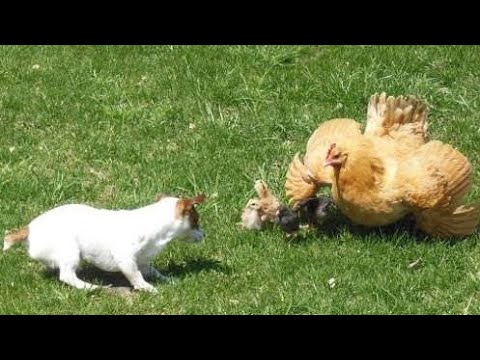 cat attack chicks