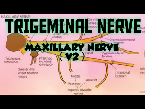 TRIGEMINAL NERVE - V2 MAXILLARY DIVISION ( GENERAL ANATOMY )