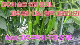 고추두둑에 구멍을 뚫어 지온을 낮춰주세요!!! 고추농사 잘 짓는 농사의여신 비법!!!