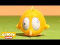 Dónde Está Chicky 2020 EL POLLITO Dibujos Animados Para Niños