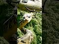 Amazon Jungle Helicopter Amazon Jungle Vikings