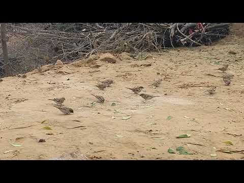 #goriya sparrow coming my Home back yard #birds #House sparrow #Nature voice 