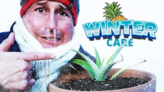 Pineapple Winter Care Tips - Pineapples Grown from Supermarket Pineapples!