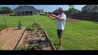 Step into our Summer Garden Paradise! Vegetable Garden Update!