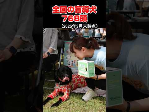 国際関係学科 【あびこ産業まつり】盲導犬の普及啓発活動 #水野ゆうき #千葉県議会議員 #盲導犬 #我孫子