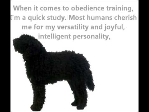 Barbet