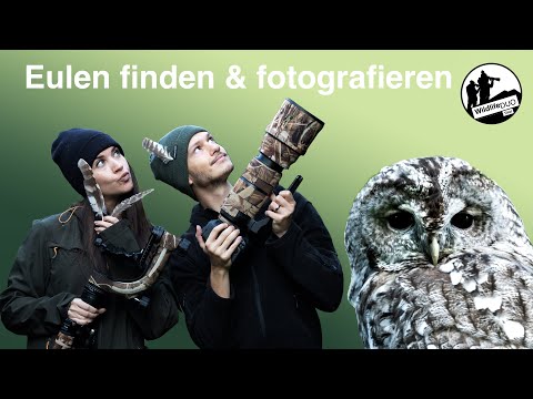 How do I find owls? Interesting facts about the tawny owl and tips for photographic success