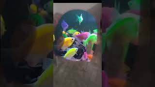 Download lagu green screen fish video #animation #greenscreen vfx green screen fish 🐠 video mp3 Download lagu green screen fish video #animation #greenscreen vfx green screen fish 🐠 video mp3