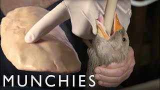 Foie Gras & the Ethics of Force-Feeding: The Politics of Food