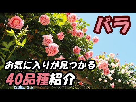 フロリバンダ ローズ 'ザンガーホイザー アニバーサリー ローズ' 植物