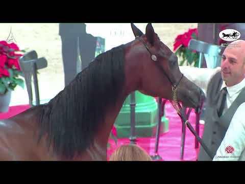 N 7 BINT RSHEDIAH ALKHASHAB   World Arabian Horse Championship 2022   PARIS   Yearling Fillies Secti