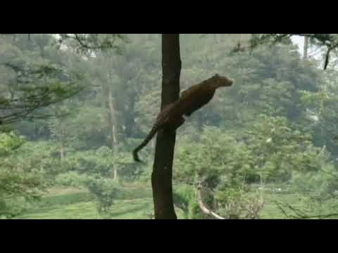 ONÇA PINTADA SUBINDO EM ÁRVORES