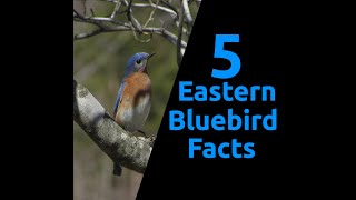 5 Eastern Bluebird Facts!