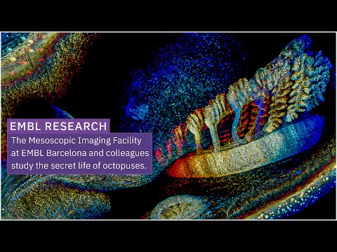 EMBL scientists and colleagues study the secret life of octopuses
