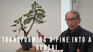Transforming a Pine Into a bonsai