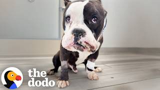 Dog Gets Electrocuted Moments After His Rescue — And He's Still The Sweetest | The Dodo
