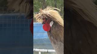 Mr. Flufington: The Polish Rooster with Irresistible Hair!