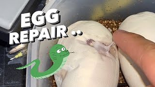 “Repairing” snake Egg with glue and powder [Egg Window dent]