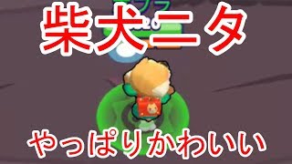 ニタの新スキン使ったけど可愛すぎる【柴犬ニタ】