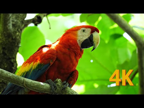 Costa Rica - Nature 4K