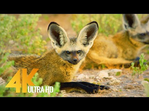 4K African Wildlife | Wild Botswana Showreel 2020 by Robert Hofmeyr
